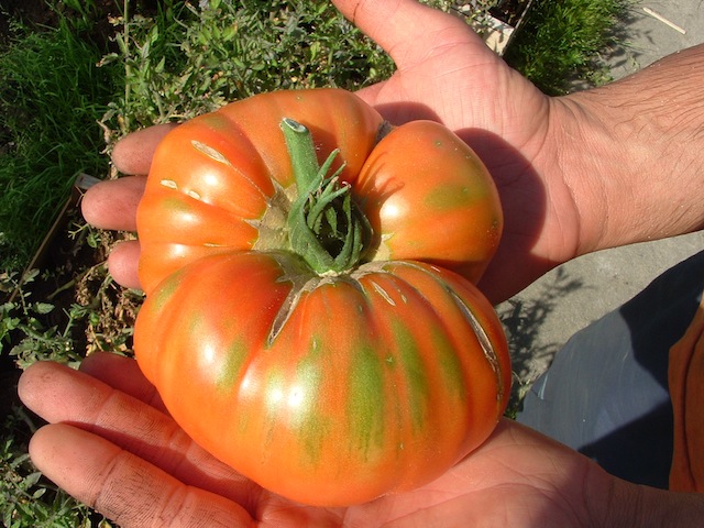 Minus, Martina, Mr. Stripey. Hier kommt die Tomate!