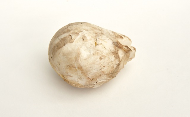 Kaiserling, Pilze, Foto Foodhunter, Sabine Ruhland