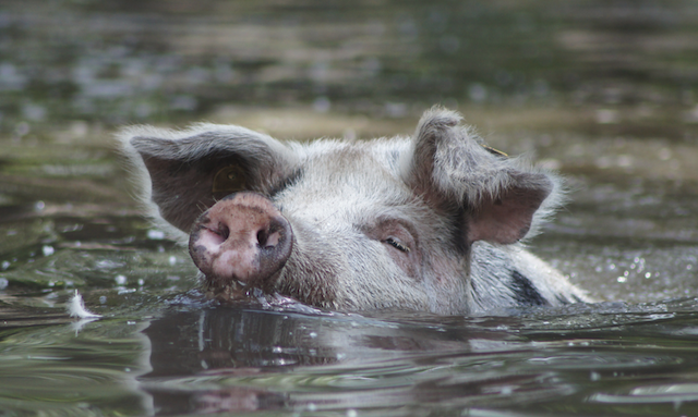 Arche Warder: Turopolje Schwein, Parkrind und Brakelhuhn