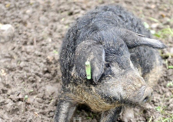 Wollschwein, Bio-Zucht