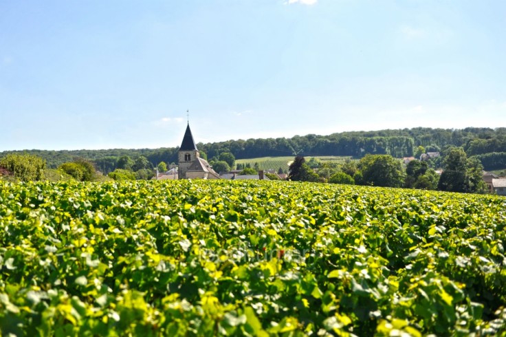 Champagne, Foto Foodhunter, Sabine Ruhland-w1600-h900