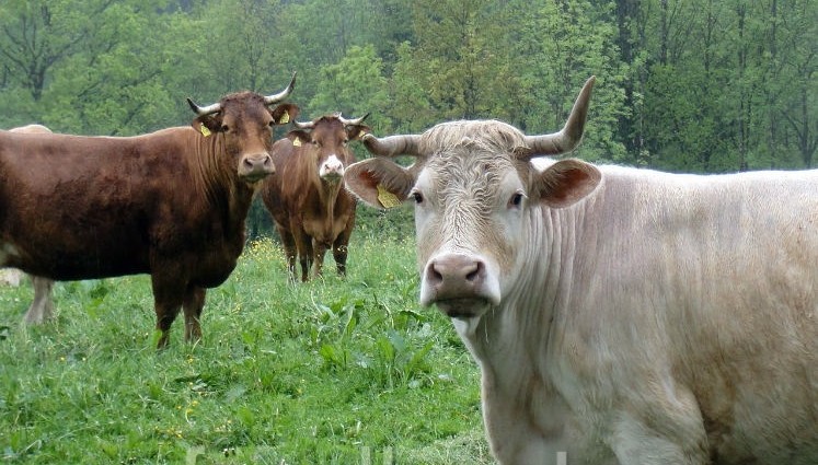 Charolais, Weide Niederbayern