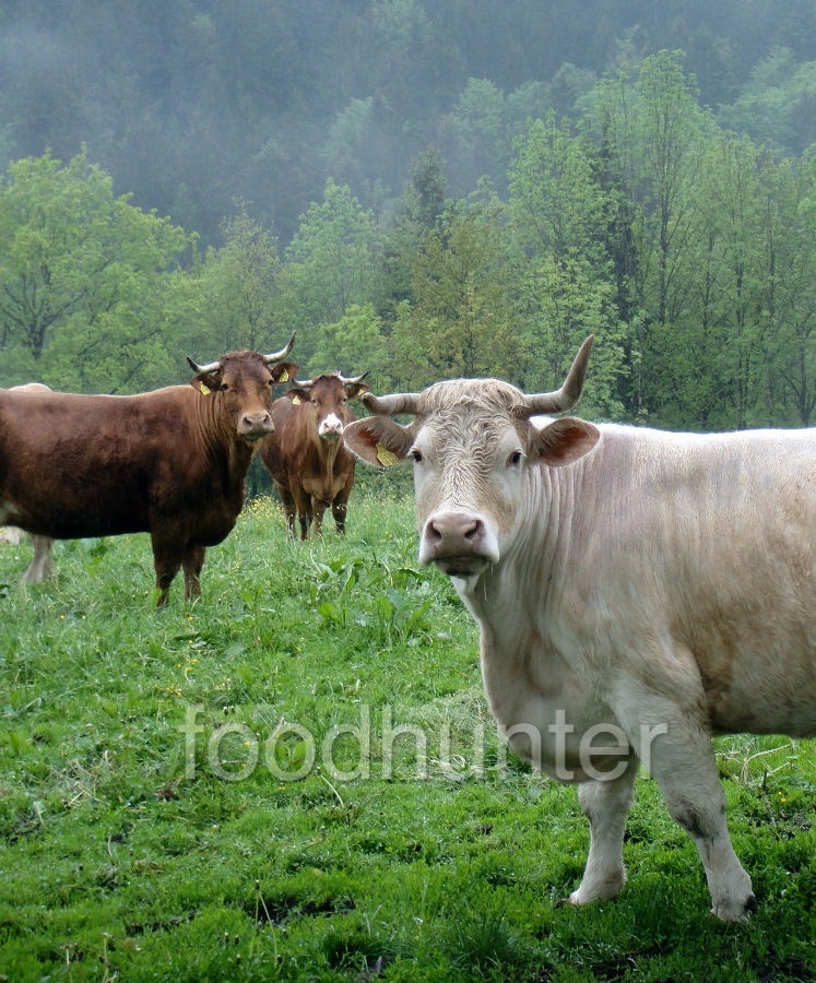 Charolais, Weide Niederbayern Charolais, Weide Niederbayern