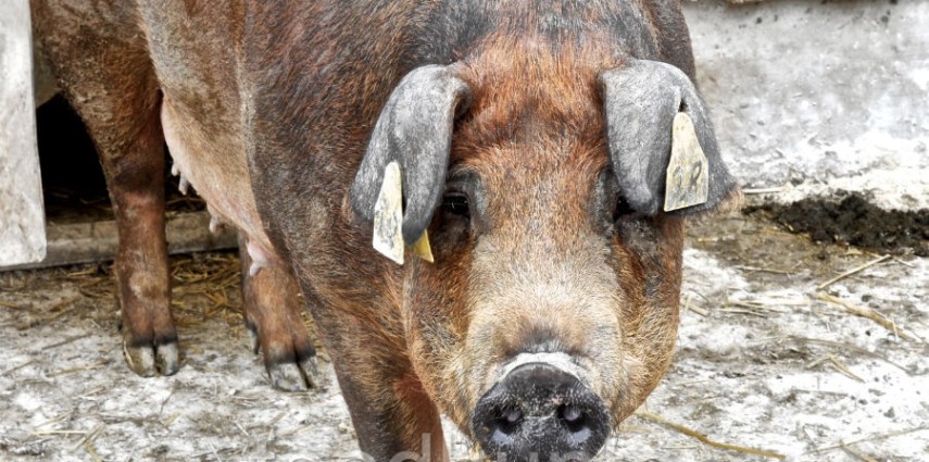 Duroc, Bio-Zucht