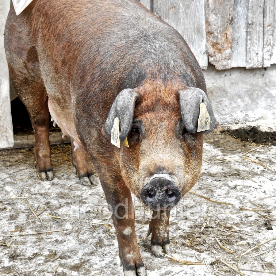 Duroc, Bio-Zucht Duroc, Bio-Zucht