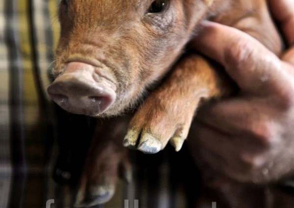 Duroc Ferkel, Bio-Zucht