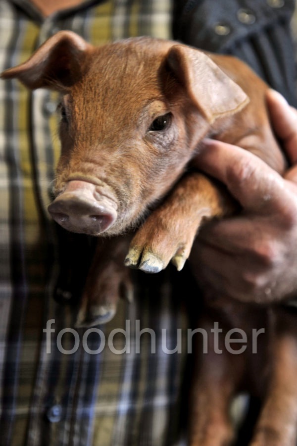 Duroc Ferkel, Bio-Zucht Duroc Ferkel, Bio-Zucht
