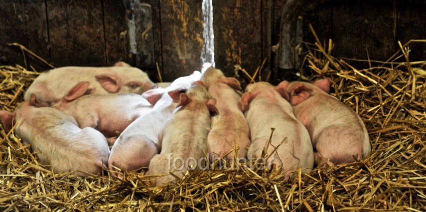 Ferkel, schlafend, Bio-Zucht