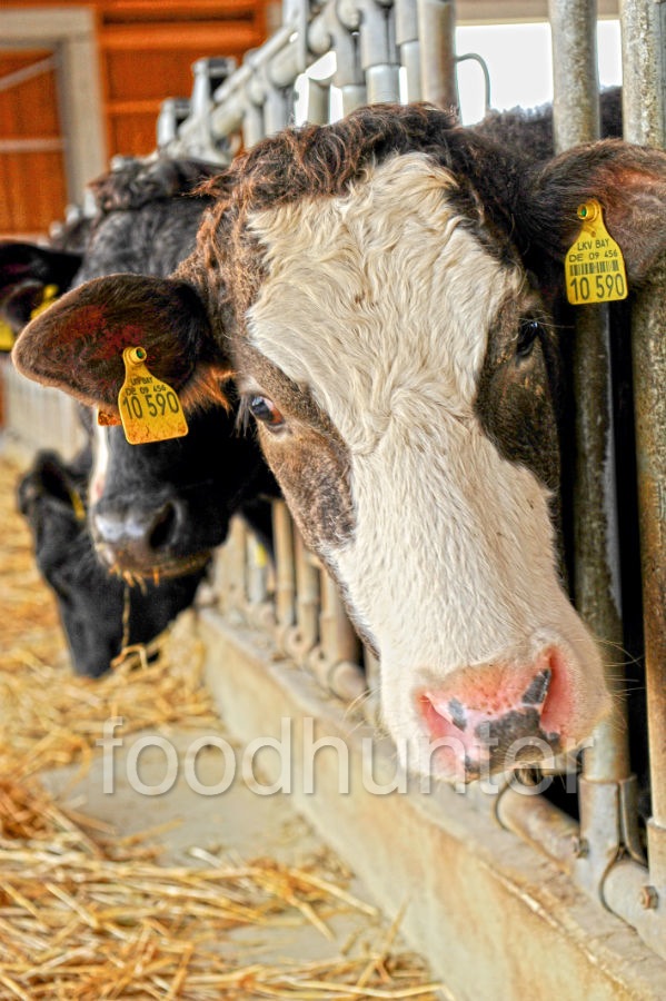 Kuh, Bio-Hof, Stall Kuh, Bio-Hof, Stall