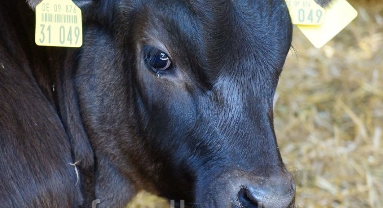 Wagyu Kalb