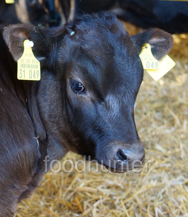 Wagyu Kalb