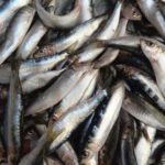 Filetstück: Sardine statt Seeteufel.