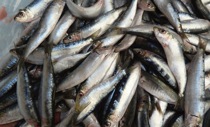 Filetstück: Sardine statt Seeteufel.