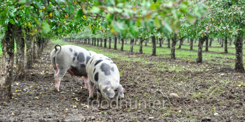 Bentheimer Schwein, Bio-Zucht