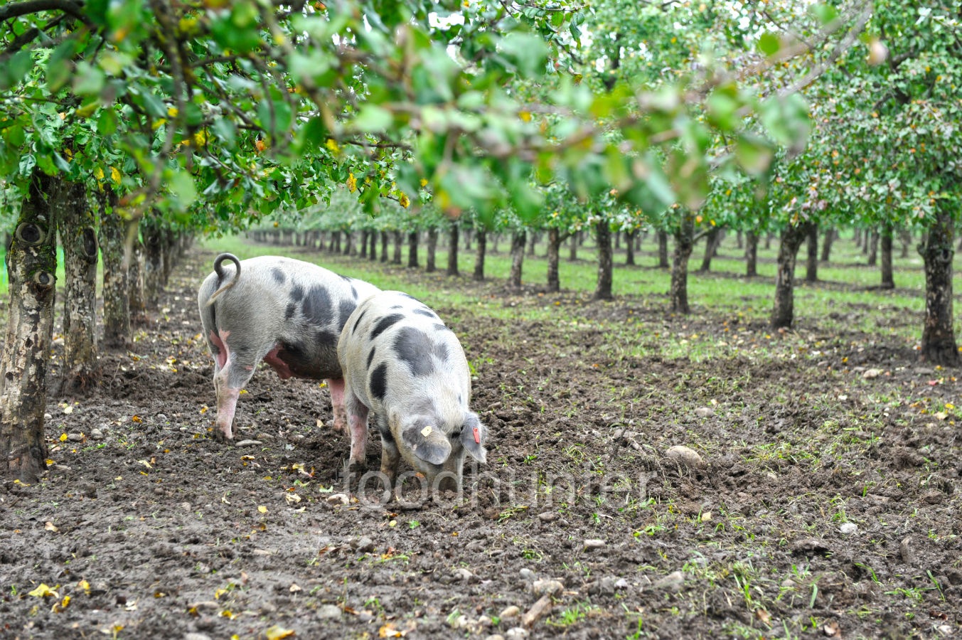 Bentheimer Schwein, Bio-Zucht Bentheimer Schwein, Bio-Zucht