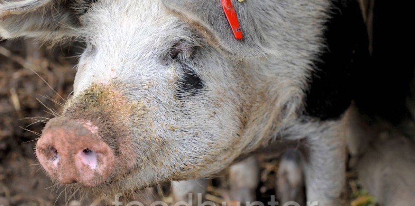 Bentheimer Bio-Schwein