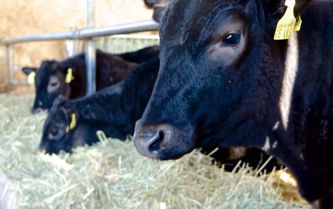 Wagyu