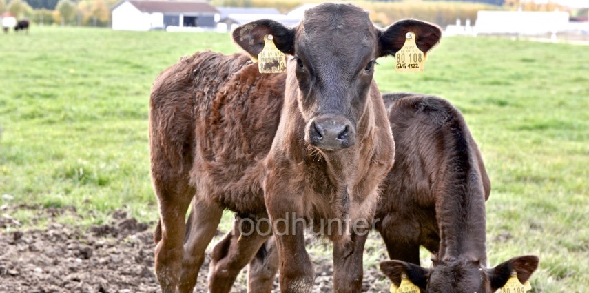 Wagyu-Fleckvieh-Zucht, Bayern