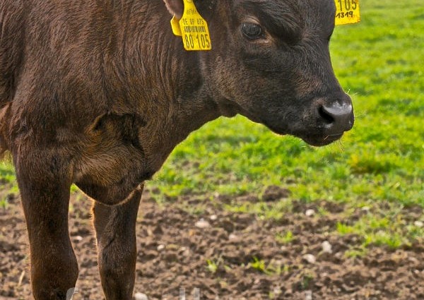 Wagyu-Kalb