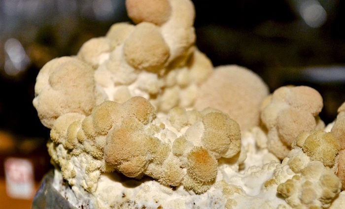 Pom-Pom Pilz. Ein kulinarischer Geheimtipp