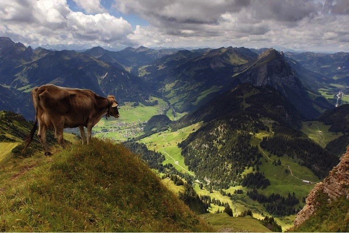 Gourmet Festival im Bregenzerwald