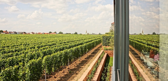 Weingut Markus Schneider, Suedpfalz Ellerstadt, foodhunter