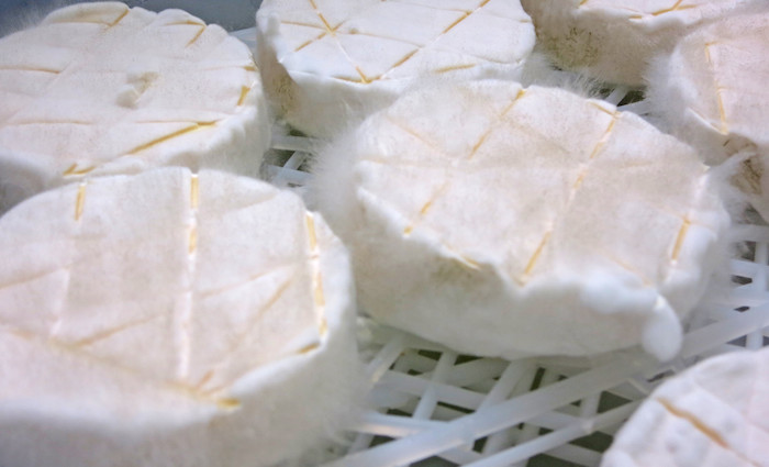wildes cheese – passt auf keine Kuhhaut!