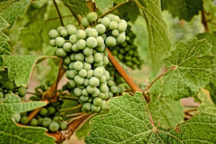 Roman Niewodniczanski, Van Volxem Weingut, Saarweine