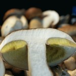 Pilzrezept: feine Mischung – Steinpilze und Herbsttrompeten