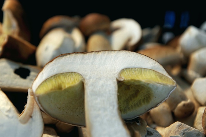 Pilzrezept: feine Mischung – Steinpilze und Herbsttrompeten