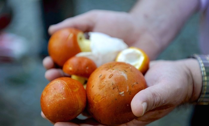 Viktualienmarkt: die wunderbare Welt der Pilze Viktualienmarkt: die wunderbare Welt der Pilze