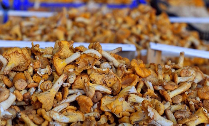 Viktualienmarkt: die wunderbare Welt der Pilze