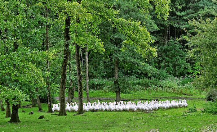 Foie gras - schlemmen ohne stopfen Foie gras - schlemmen ohne stopfen