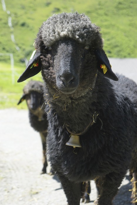 Tiroler Steinschaf