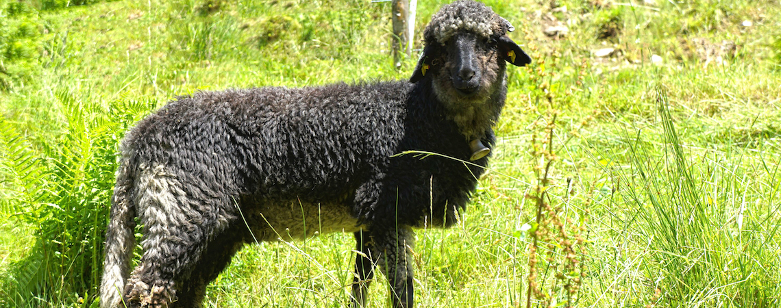 Tiroler Steinschaf