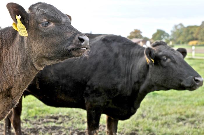 Wagyu Zucht, Foto Sabine Ruhland