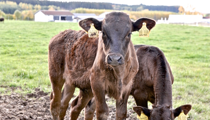 Bayerisches Wagyu von Sepp Krätz