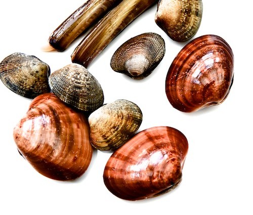 Muscheln Vielfalt
