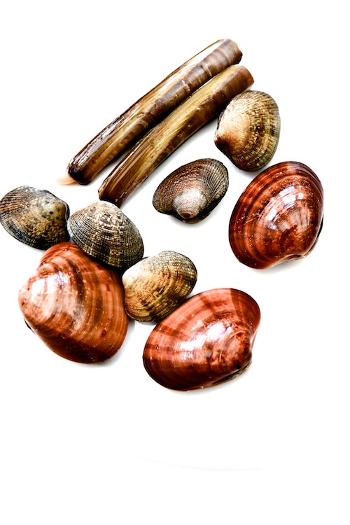 Muscheln Vielfalt Muscheln Vielfalt