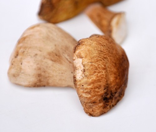 Steinpilz