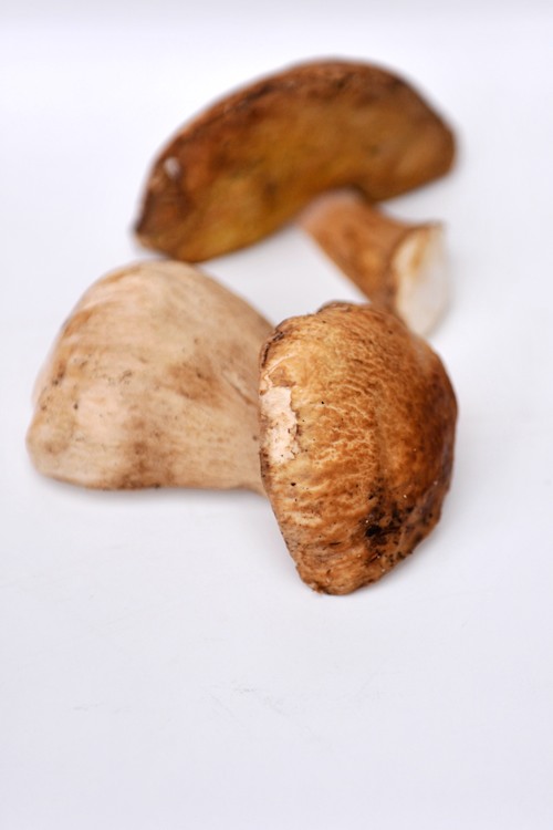 Steinpilz