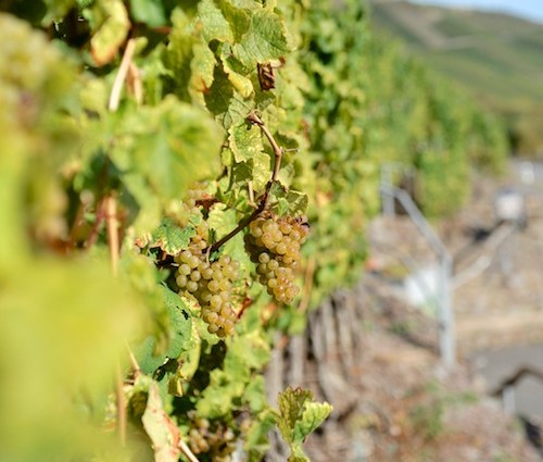 Weinberg