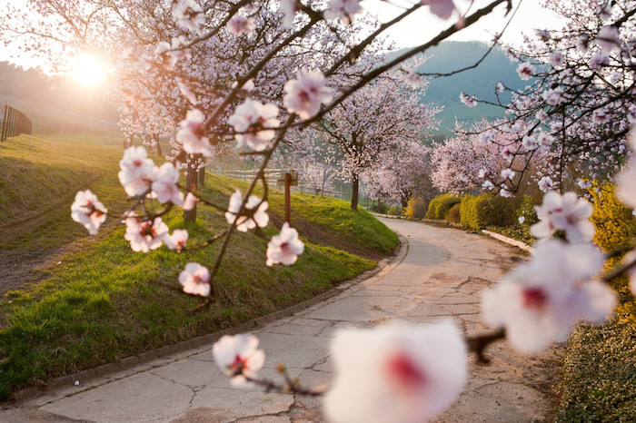 csm_Mandelblüte_Pfalz_Bäume_Weg_2_ede437f95d