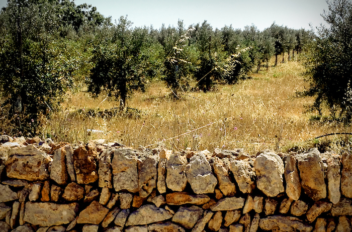 009_Oli_de_Santanyi_Olivenhain_Steinmauer
