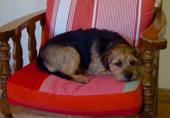 Hundehotel im Urlaub ©foodhunter (2)