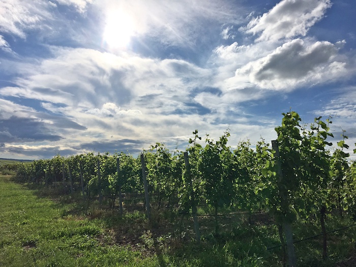 Pfalz, Weinberge Pfalz, Wein Pfalz