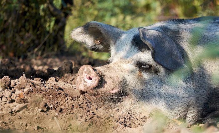 Potsdamer SauenHain - Schwein gehabt!
