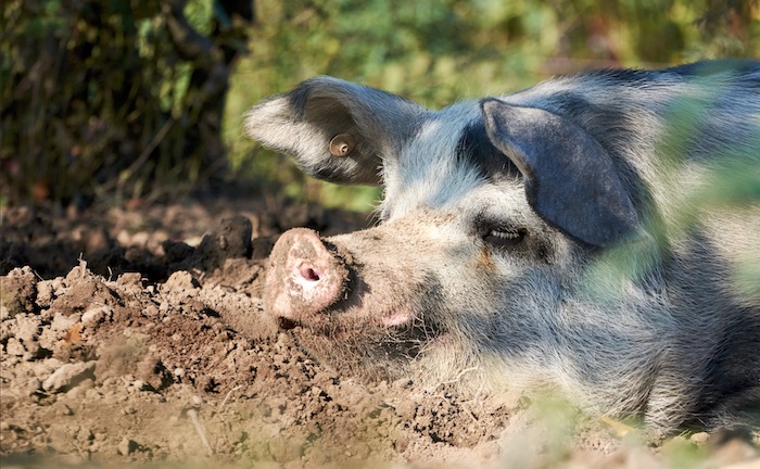 Potsdamer SauenHain - Schwein gehabt!