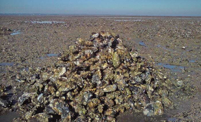 Wilde Austern von Amrum: eine kulinarische Perle
