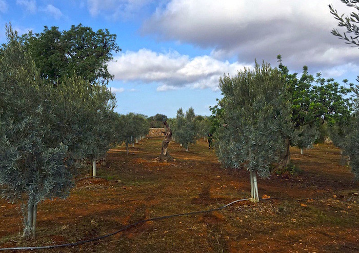 oli-di-santinyi-mallorca